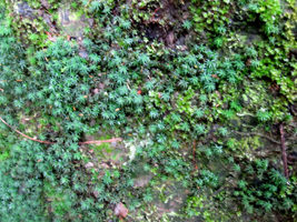 テラリウムの作り方　苔が繁殖